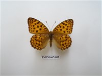 藏品(銀斑豹蛺蝶)的圖片